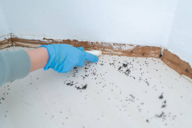 Best Wasp Removal Services  in Loch Lomond, VA